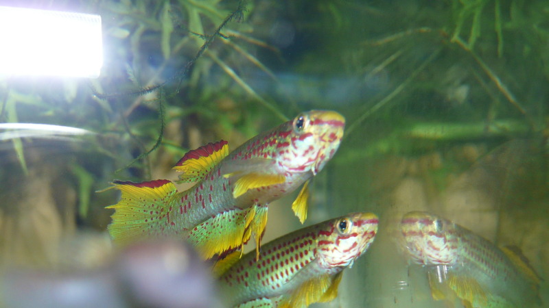 Espectacular Aphyosemion gabunense marginatum GJS 00/29 Bengui 1-2