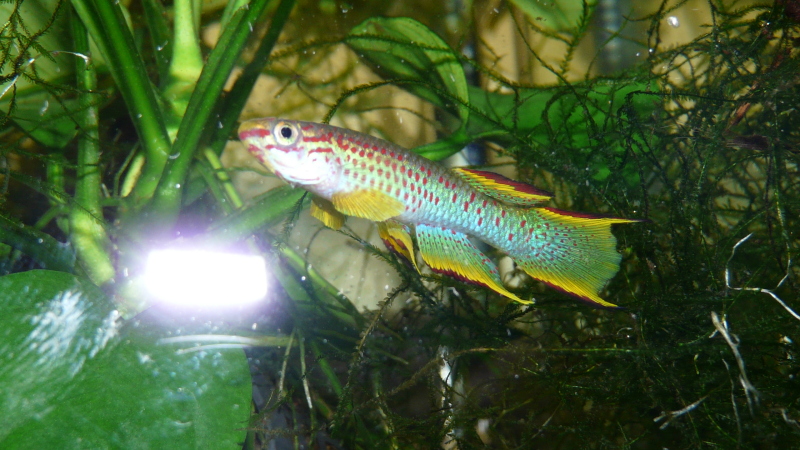 Aphyosemion gabunense marginatum GJS 00/29 Bengui 1-2