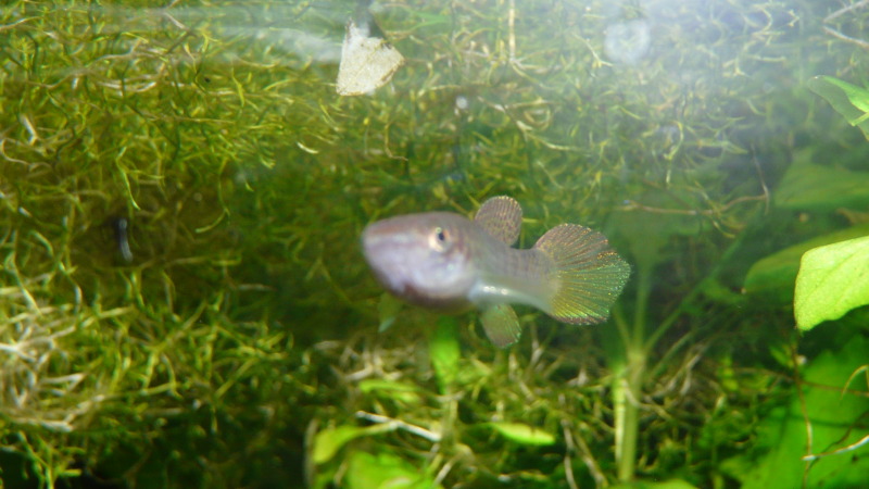 Joven Fundulopanchax Sjoestedti Niger Delta