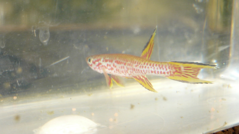 Aphyosemion rectogoense PEG 95/16