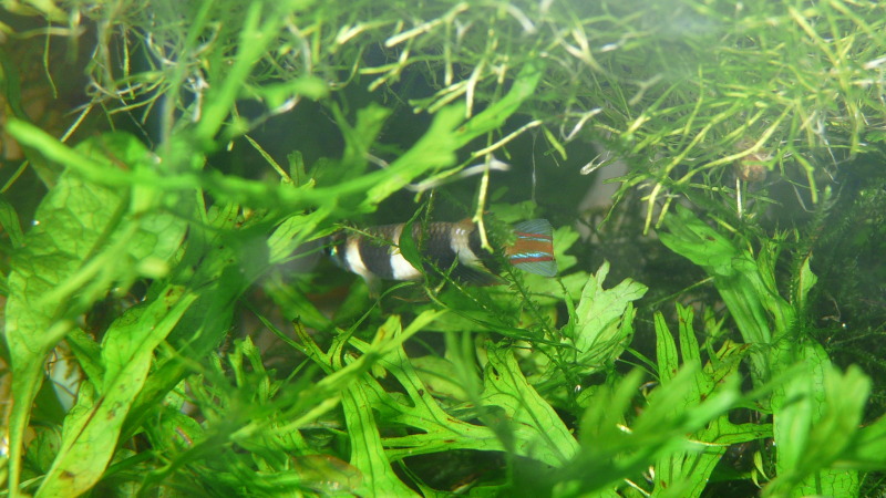 Precioso Pseudoepiplatys Anulatus s/p.