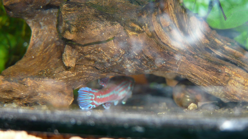 Aquí se esconde un Aphyosemion ogoense ogoense GHP 80/24