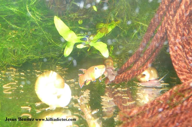 Barbacoa killifila 2011