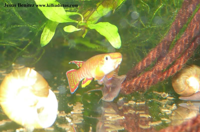 Barbacoa killifila 2011