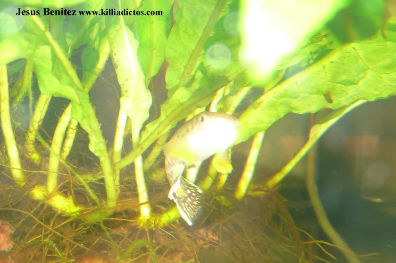 Barbacoa killifila 2011