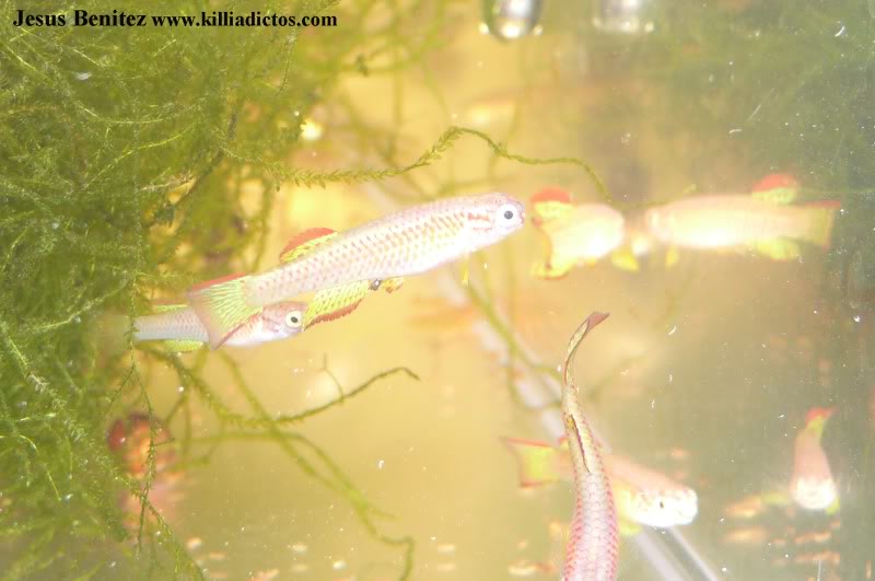 Barbacoa killifila 2011