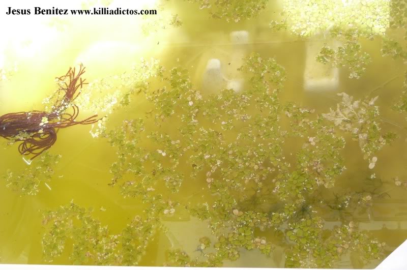 Barbacoa killifila 2011