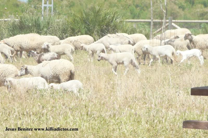 Barbacoa killifila 2011