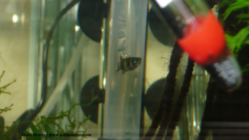 Barbacoa killifila 2011