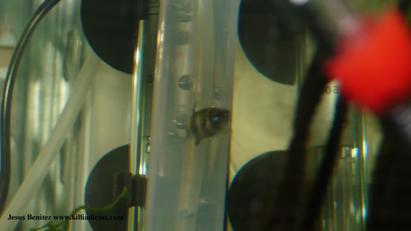 Barbacoa killifila 2011