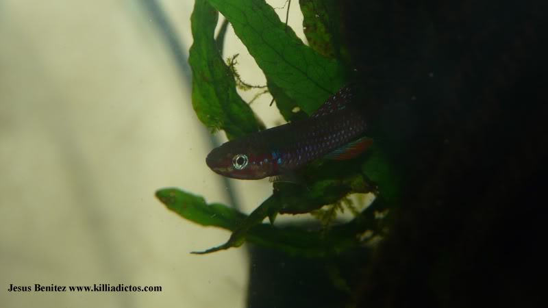 Barbacoa killifila 2011