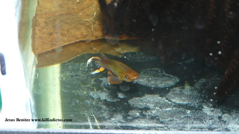 Barbacoa killifila 2011