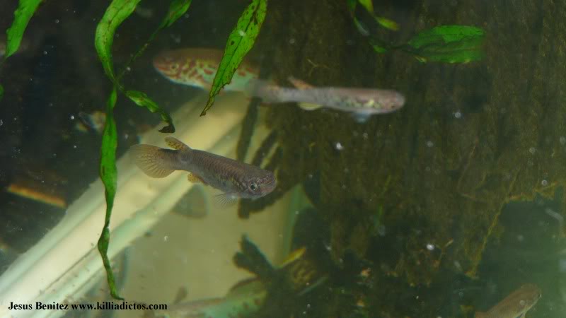 Barbacoa killifila 2011