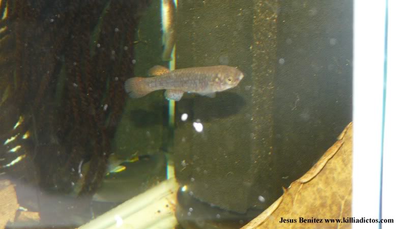 Barbacoa killifila 2011