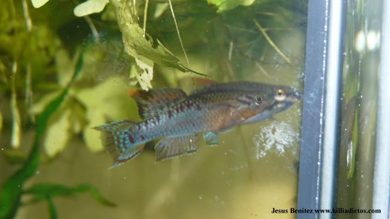 Barbacoa killifila 2011