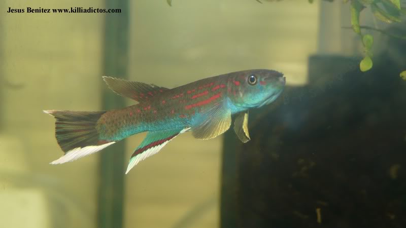 Barbacoa killifila 2011