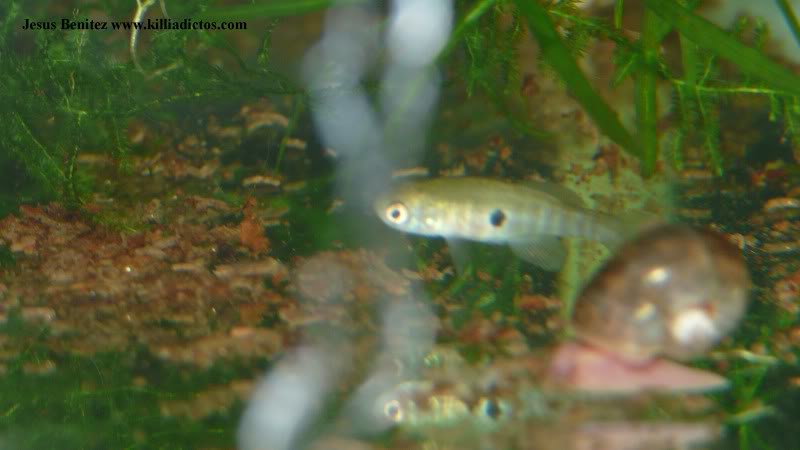 Barbacoa killifila 2011