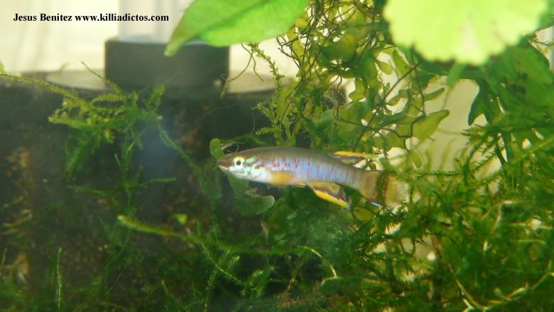 Barbacoa killifila 2011