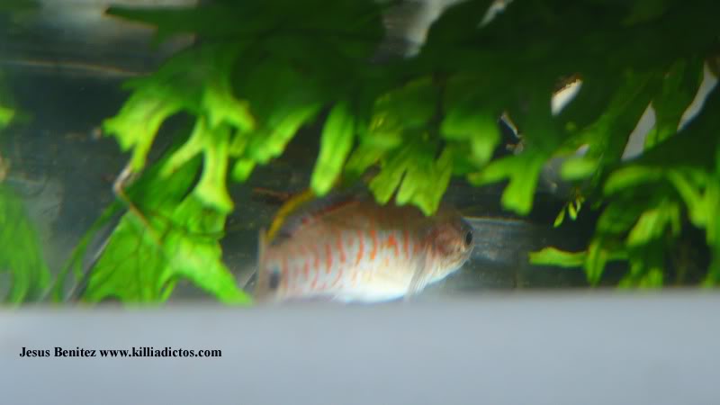 Barbacoa killifila 2011