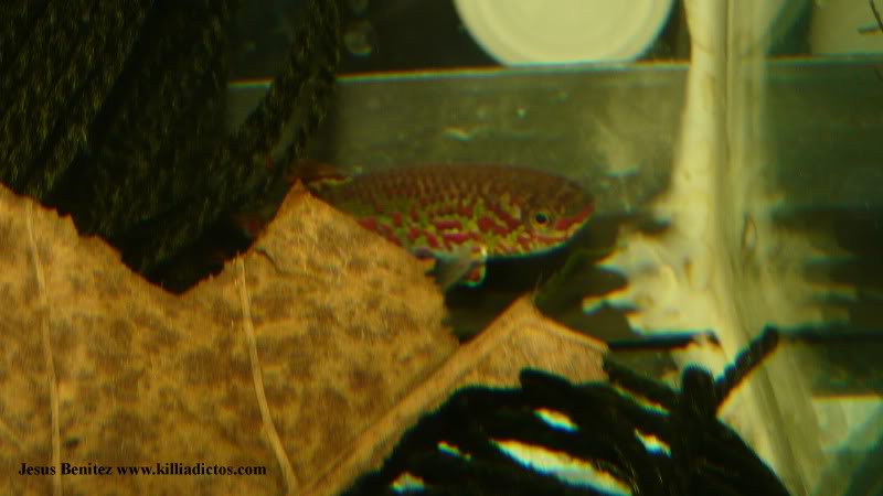 Barbacoa killifila 2011