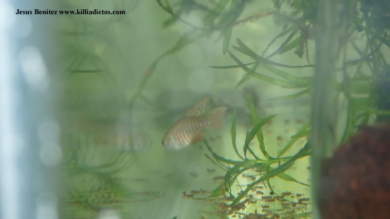 Barbacoa killifila 2011