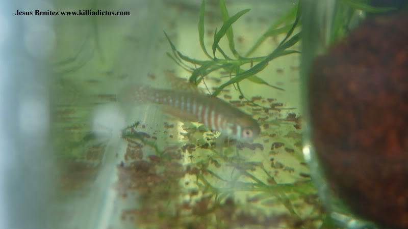 Barbacoa killifila 2011