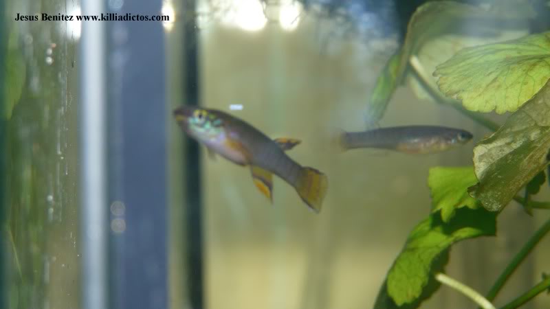 Barbacoa killifila 2011