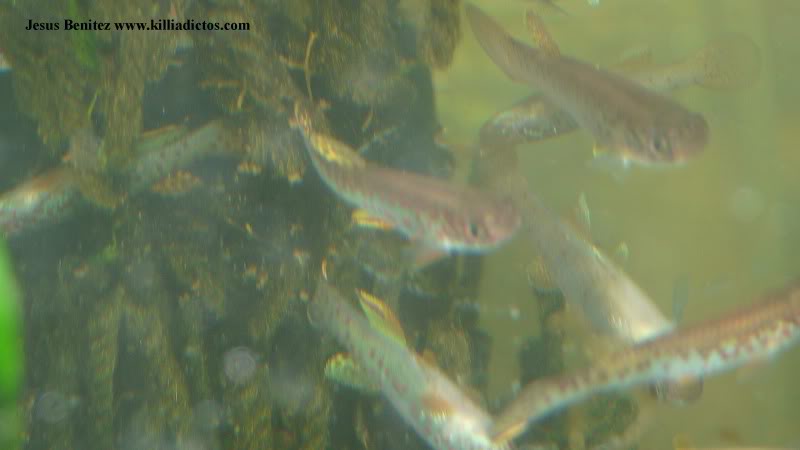 Barbacoa killifila 2011