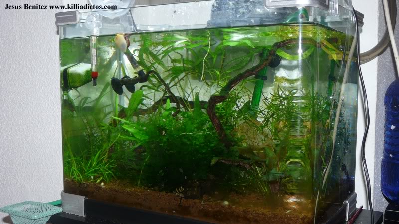 Barbacoa killifila 2011