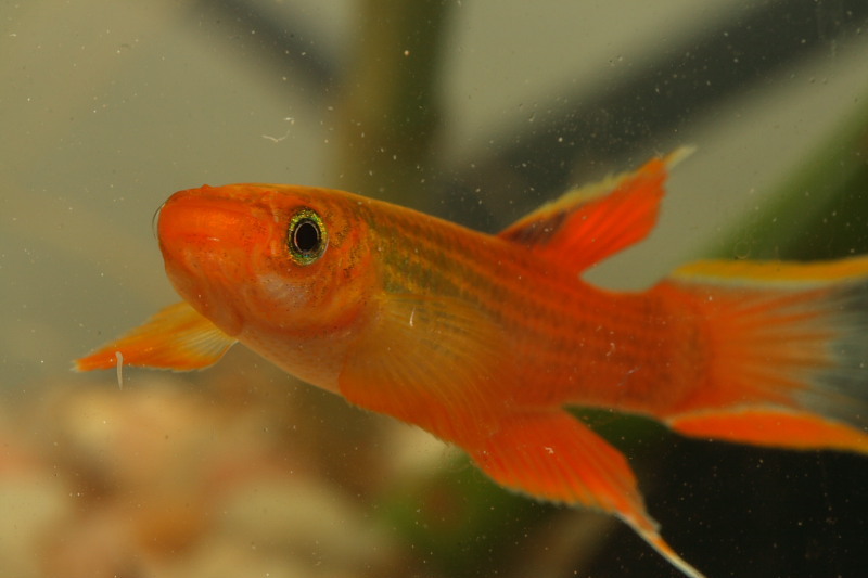 Aphyosemion Australe Gold