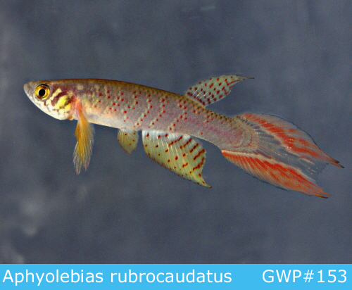 Macho de Aphyolebia rubrocaudatus