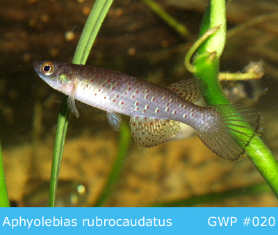 Hembra de Aphyolebia rubrocaudatus