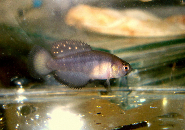 Macho de Austrolebias Patriciae