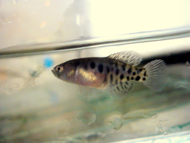 Hembra de Austrolebias Patriciae