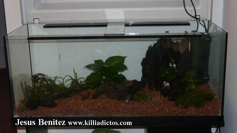 Mi acuario de 160 litros