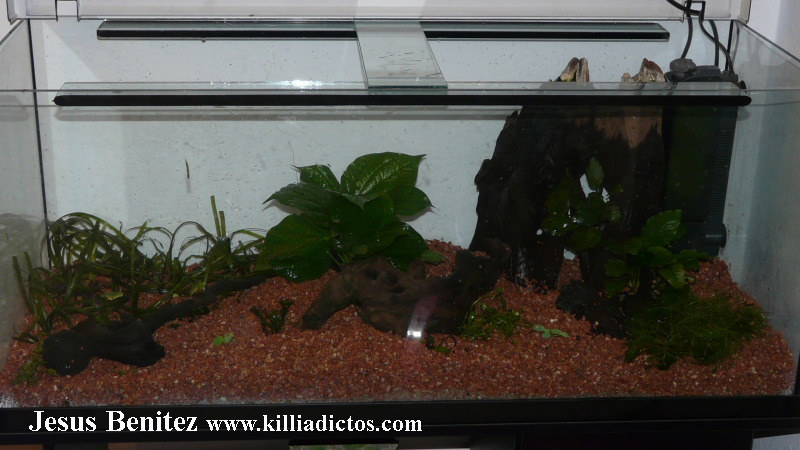 Mi acuario de 160 litros