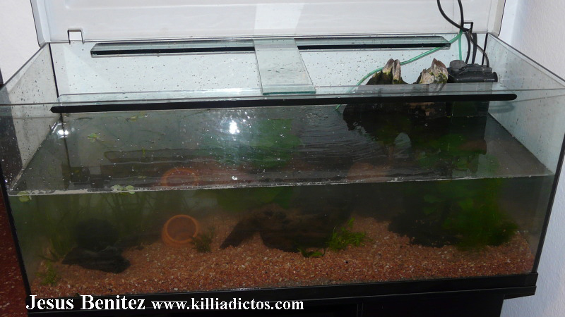 Mi acuario de 160 litros