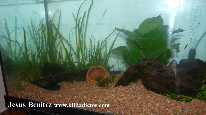 Mi acuario de 160 litros