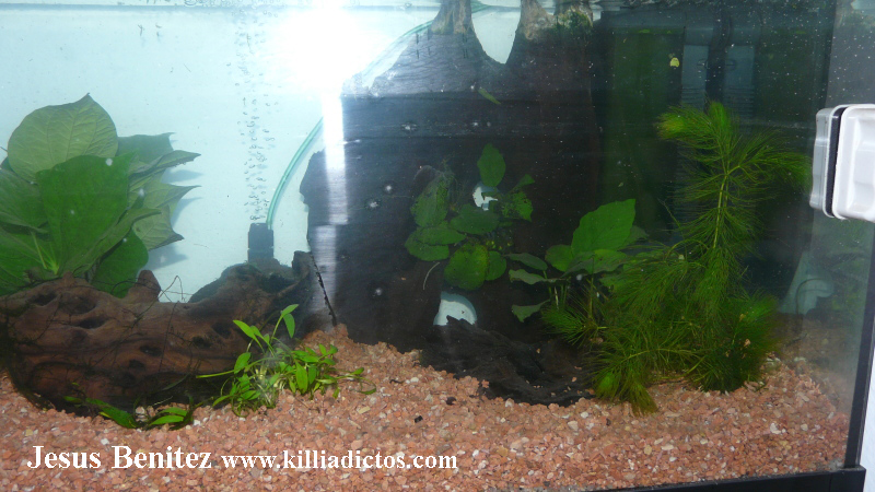 Mi acuario de 160 litros