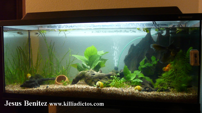 Mi acuario de 160 litros
