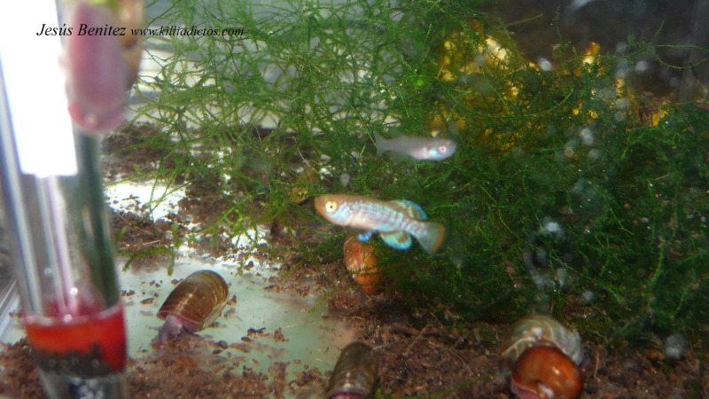 Acuarios de Nothobrachius