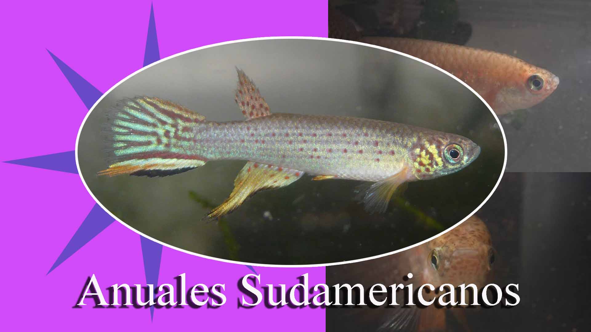anuales sudamericanos