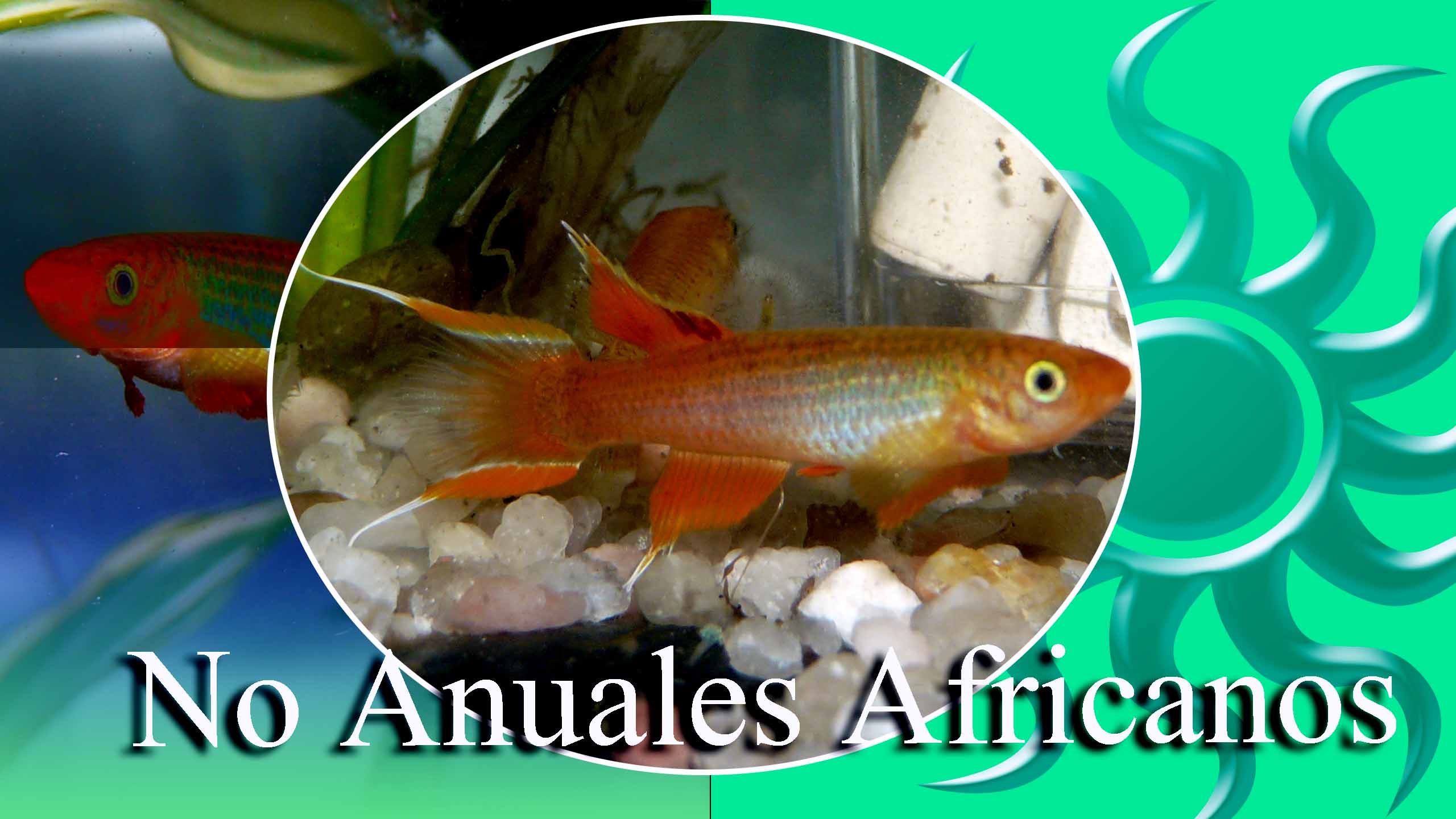 no anuales africanos