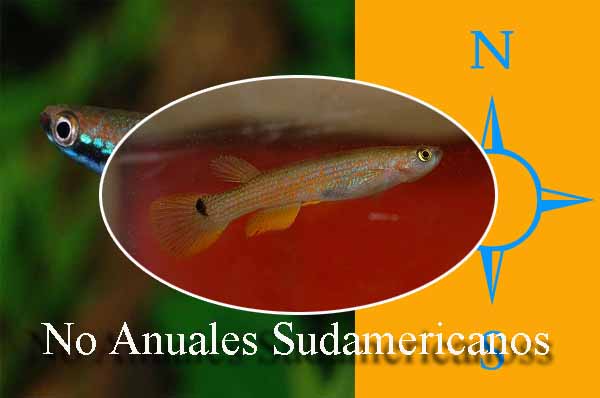 no anuales sudamericanos