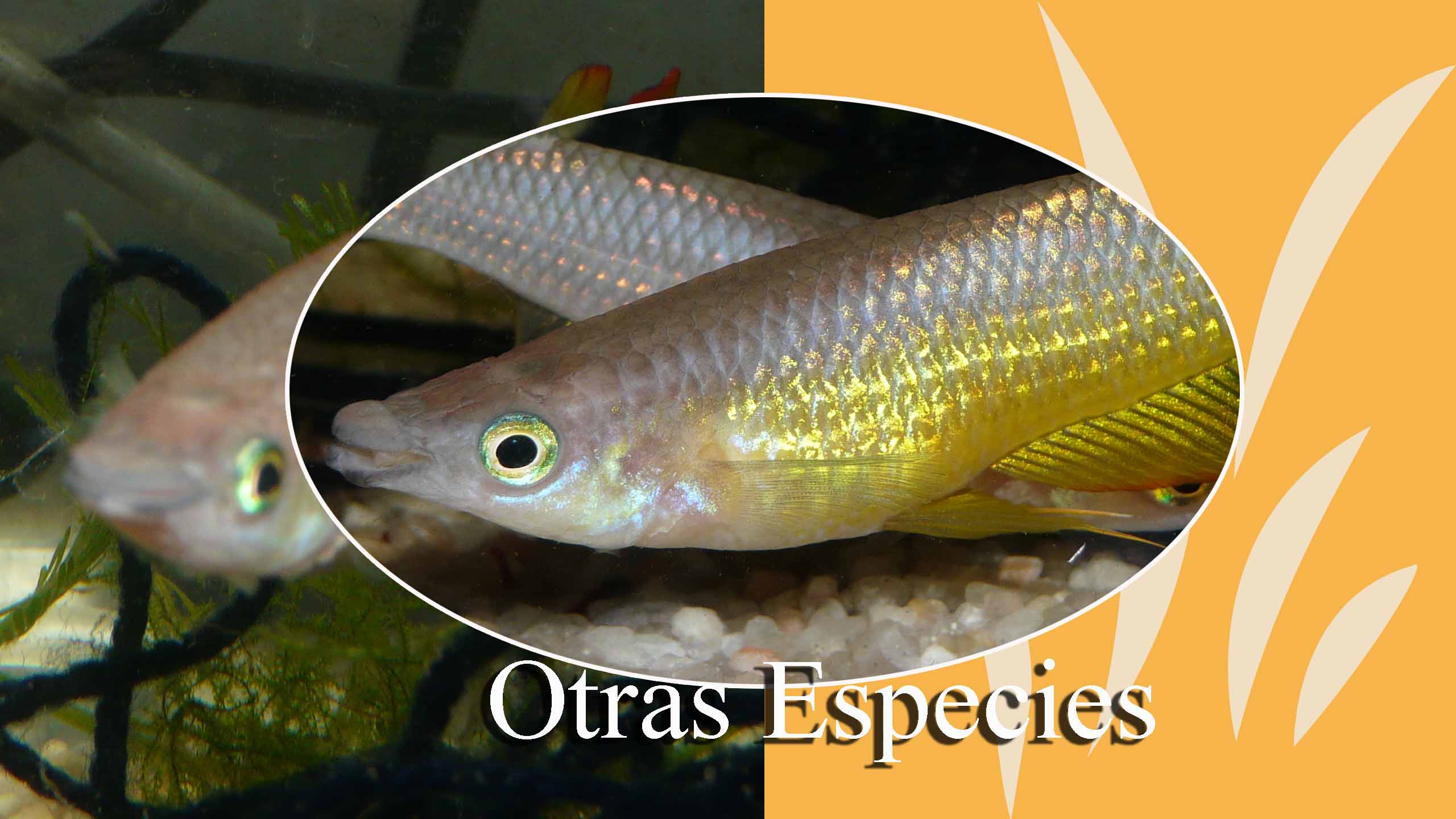 otras especies